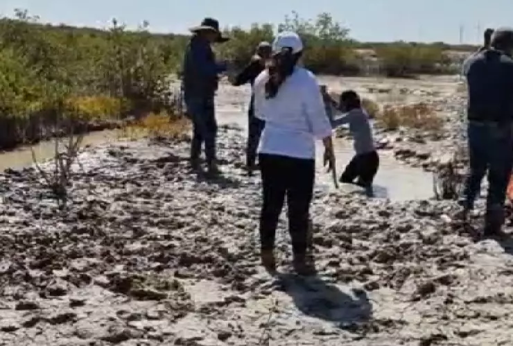 Reforestación de manglar en la costa Norte_ Más de 20 voluntarios trabajan en la reforestación