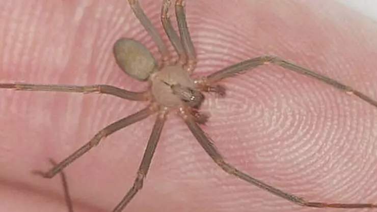 ¿En qué estados habita la araña violinista en México?