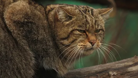 Especie, gato, mito c.jpg