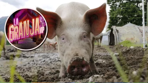 CURIOSIDADES DE LOS PUERQUITOS.jpg