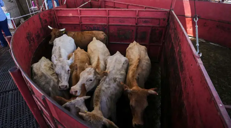 Cabezas de ganado en una feria ganadera en Hermosillo, Sonora.