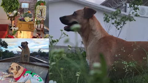 Perrito peregrino de Querétaro “Milaneso” fallece atropellado en San Juan del Río