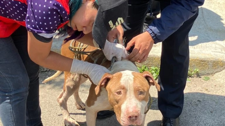Rescatan a 12 perritos en abandono en un predio de Iztapalapa