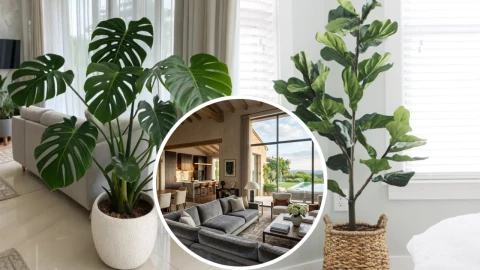 5 plantas de interior que har&aacute;n ver tu casa elegante y cara: las puedes poner en cualquier rinc&oacute;n