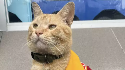 ¡Alerta! Reportan desaparición misteriosa del gato ‘Frito’, en Veracruz; esto se sabe