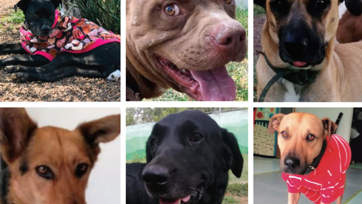 dia-mundial-del-perro-metro-cdmx (1).jpg