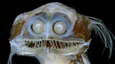 Características del pez telescopio