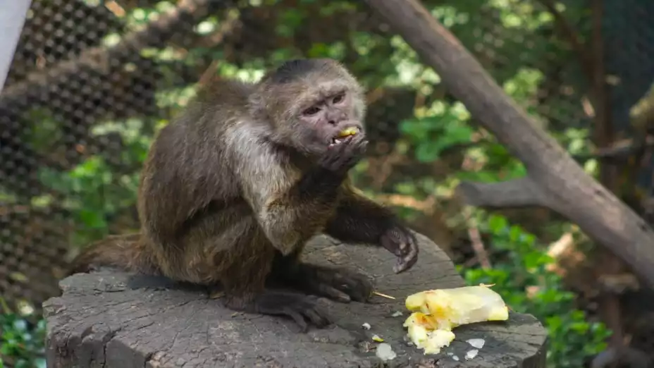 Disfrutan habitantes de los zoológicos de la CDMX hielos y paletas congeladas.jpg