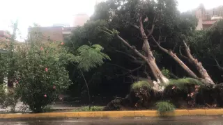 Árboles caídos en Guadalajara viernes 21 de julio