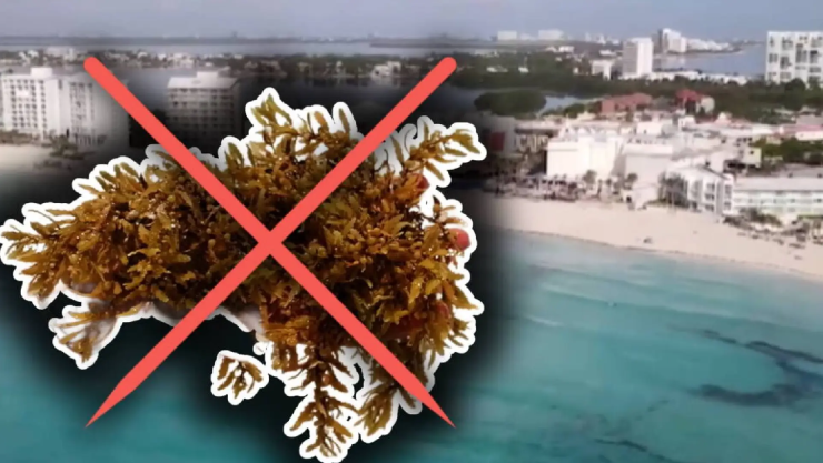 ¡OJO! Estas están libres de sargazo en Cancún, Playa del Carmen y Tulum HOY 22 de julio de 2026