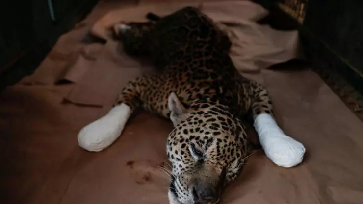 Jaguar con quemaduras, una víctima más de los incendios forestales en el Pantanal de Brasil