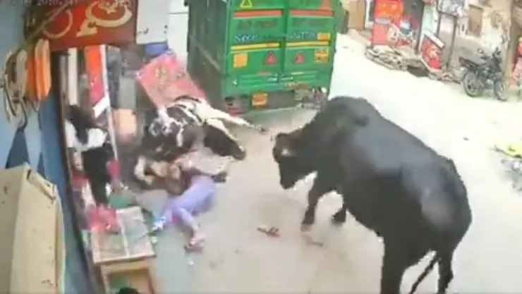 Pelea de vacas