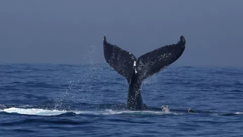 ¡Ballenas en México!