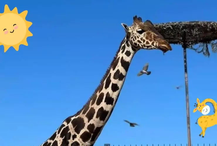 La Jirafa Benito ya tiene un nuevo hogar en Puebla, ¿cómo es?