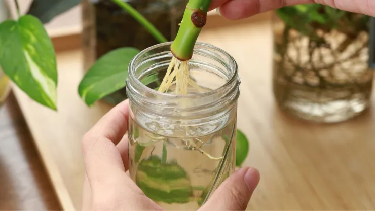 Preparar un recipiente adecuado para estas plantas es sencillo pero merece algunas consideraciones.