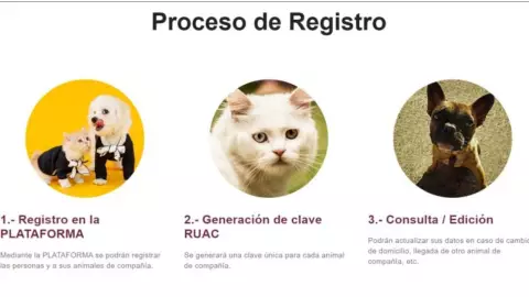 CURP para tu mascota