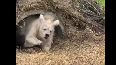 oso saliendo de su hibernación