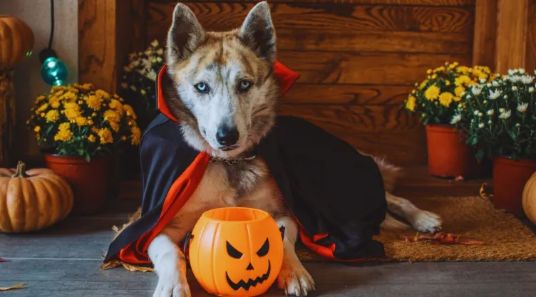 Halloween con mascotas: 5 decoraciones que conviene mantener fuera de su alcance