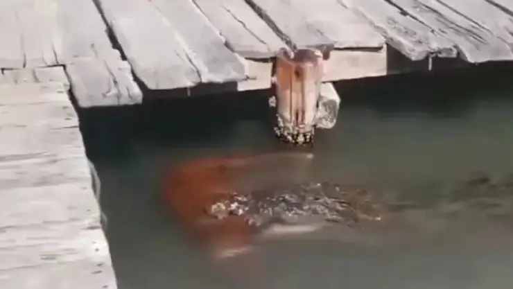 VIDEO: ¡SU PRESA! Captan a cocodrilo llevando a un perro en las aguas de Tulum