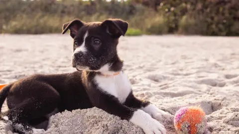 joven vendera su casa para pagar tratamiento de su perrito