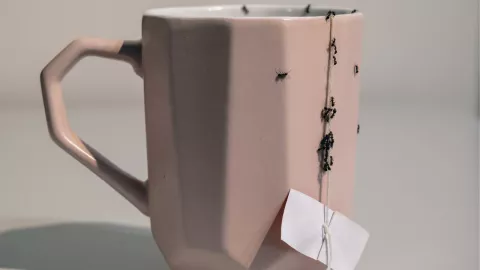 ¿Hormigas en casa? ahúyentalas con este remedio casero