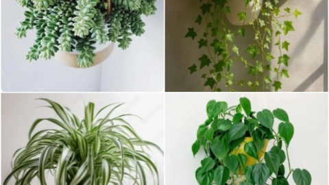 PLANTAS COLGANTES DE INTERIOR
