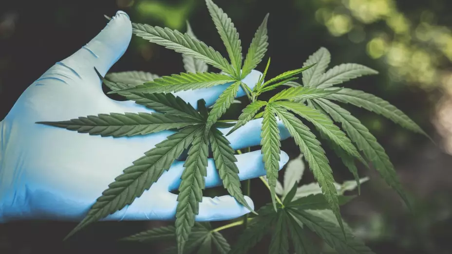 marihuana nueva jersey uso recreativo
