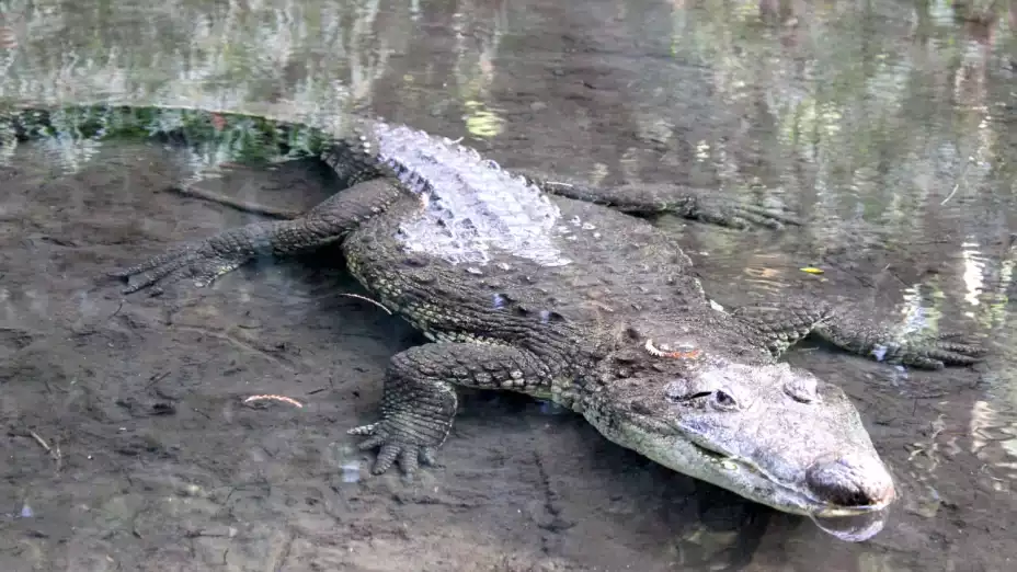 Cocodrilos La especie más cuidada del Parque Chapultepec