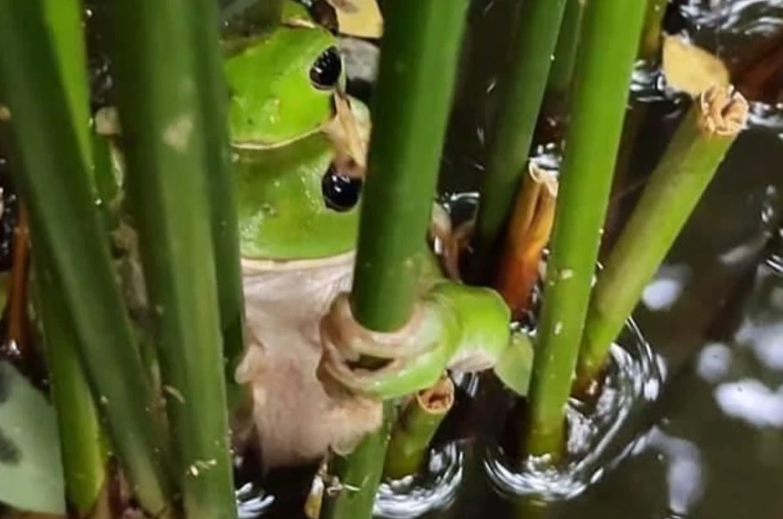 Jardín-Botánico-Acapulco-ranas.jpg