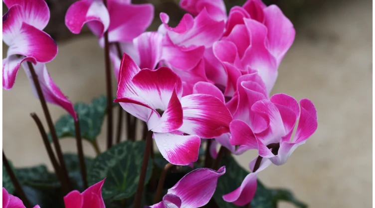 plantas resistentes