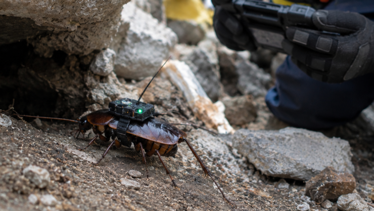 Diseñan cucarachas paramédicas: Universidades de Queensland y UNSW presentan a los “Paraborgs”, insectos cyborg que podrían salvarte la vida en una emergencia