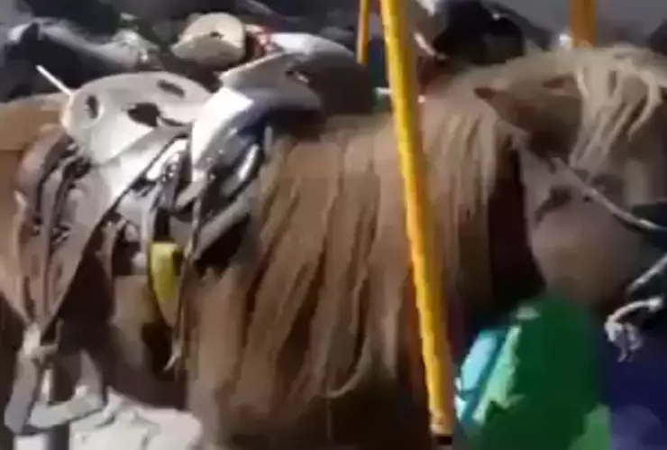 usan ponis reales carrusel feria cuautinchán puebla