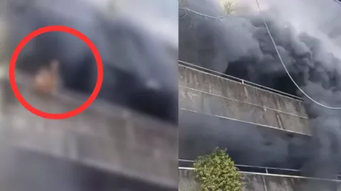 Feroz incendio obliga a dueña a arrojar a sus perros por el balcón para rescatarlos: el video se vuelve viral