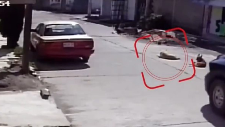Perrito atropellado por patrulla en Valle de Chalco edomex