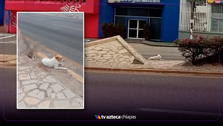 Perrito atropellado Tuxtla