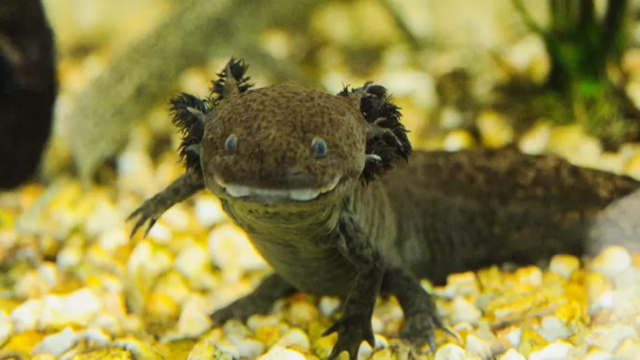 día del ajolote lugares donde ver