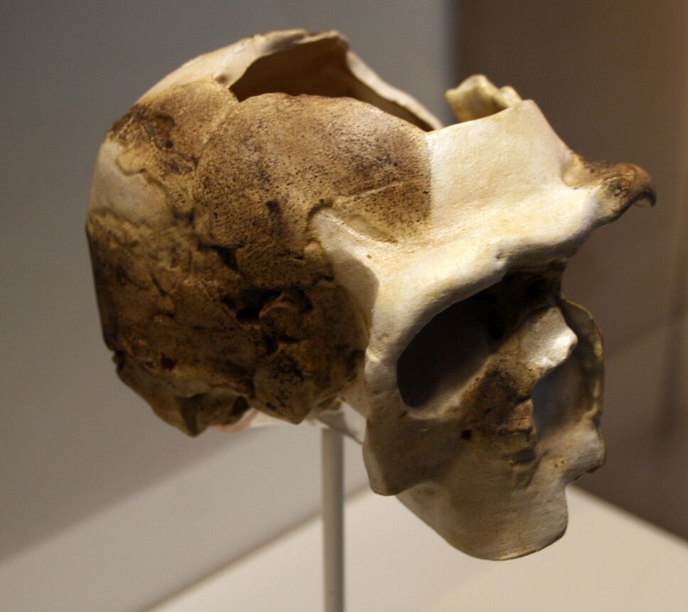 Nueva especie, ser humano 3.jpg