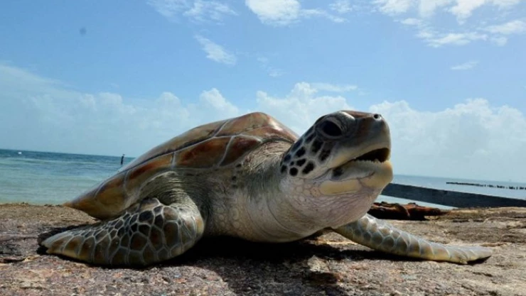 Ambientalistas señalaron que en el 2020 la cifra de mortandad de tortugas caguama en BCS fue de mil 88 ejemplares.