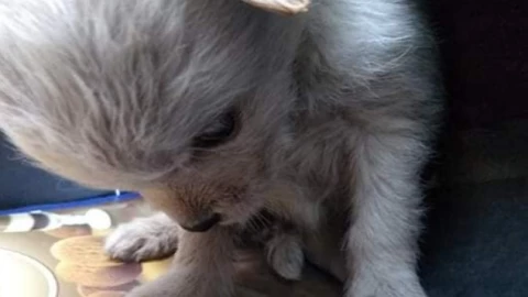 Tiran a perrito a la basura en bolsa negra y es rescatado