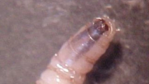 ¿De qué se alimenta el gusano barrenador?