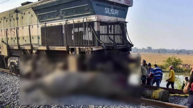 tren arrolla elefantes en india.jpeg