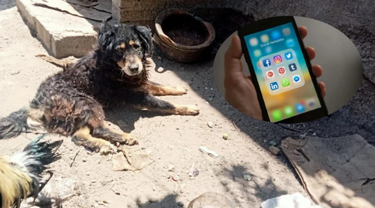 El maltrato animal es un delito que se castiga en México.