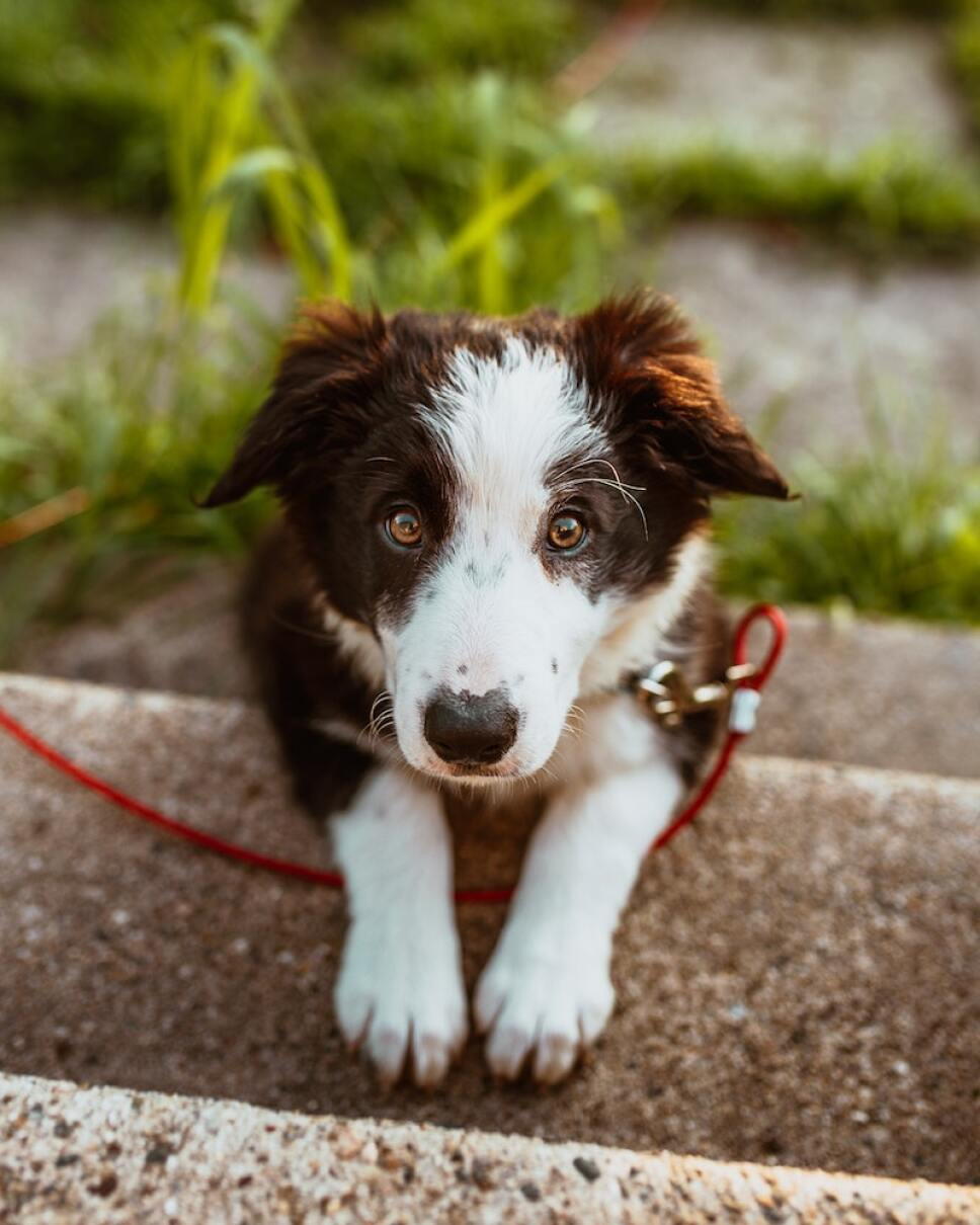 perro adoptado
