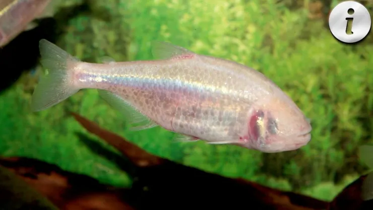 Particularidades del pez ciego El habitante más extraño de los cenotes.jpg