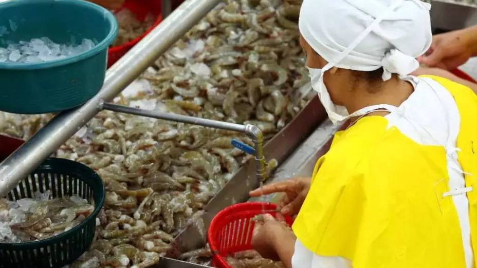 Industria pesca camarón pesquera sader