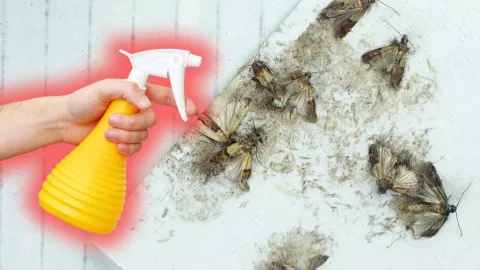 como-eliminar-polillas-con-truco-casero-economico