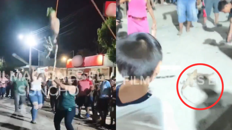 Crueldad en Yucatán: Usan iguanas vivas como “piñatas” en festejo de Pustunich