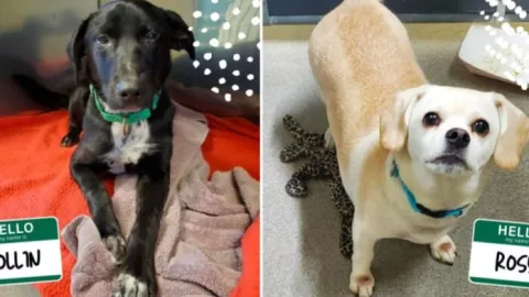 53 perritos sobreviven a un accidente aéreo, son de un refugio