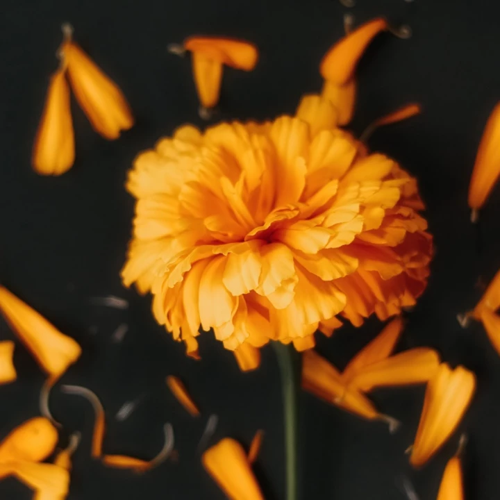 ¿Dónde visitar campos de cempasúchil cerca de la CDMX?