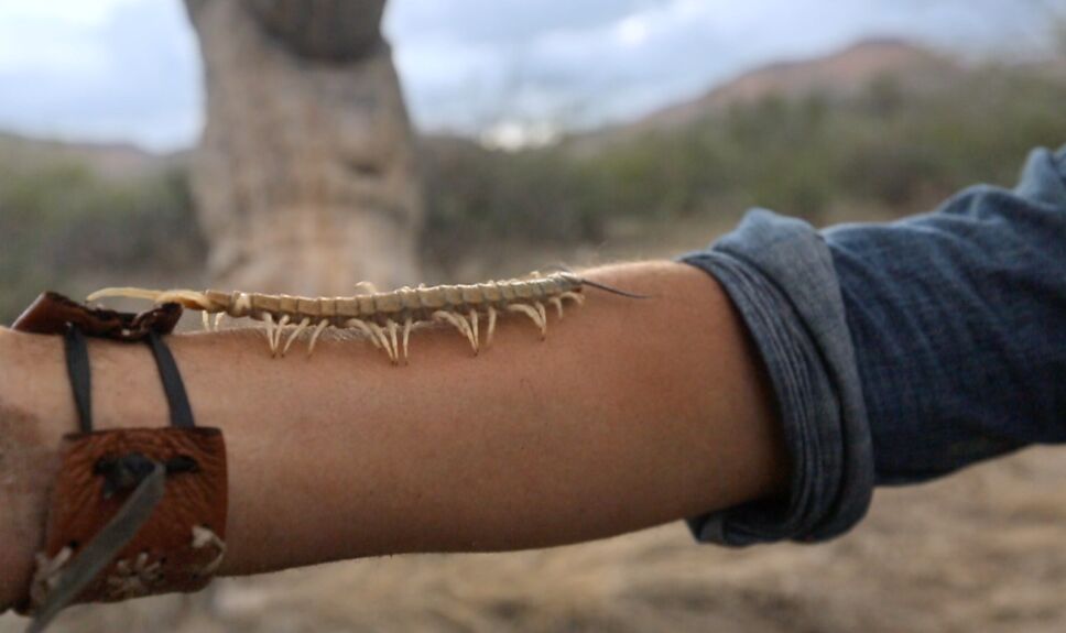 Indomable X Naturaleza
